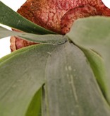 Hertshoorn (Platycerium) 'Longtail' met 9 bladeren, 3 plastic mantelblaadjes, 70 cm