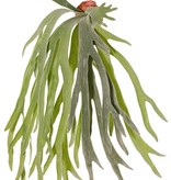 Hertshoorn (Platycerium) 'Longtail' met 9 bladeren, 3 plastic mantelblaadjes, 70 cm