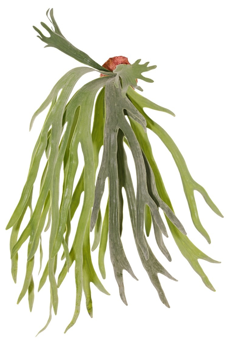 Geweihfarn (Platycerium) 'Longtail' , 9 Farnwedel, 70 cm