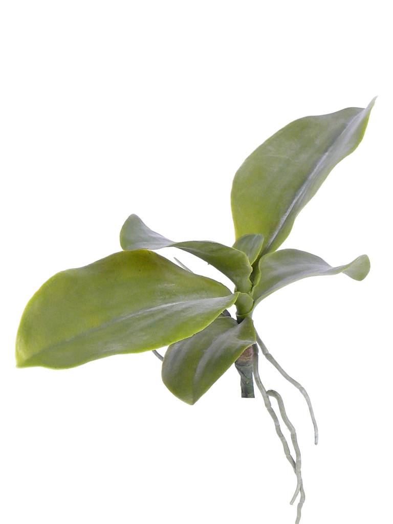 Hoja de orquidea x6 <--> 35cm con raíz