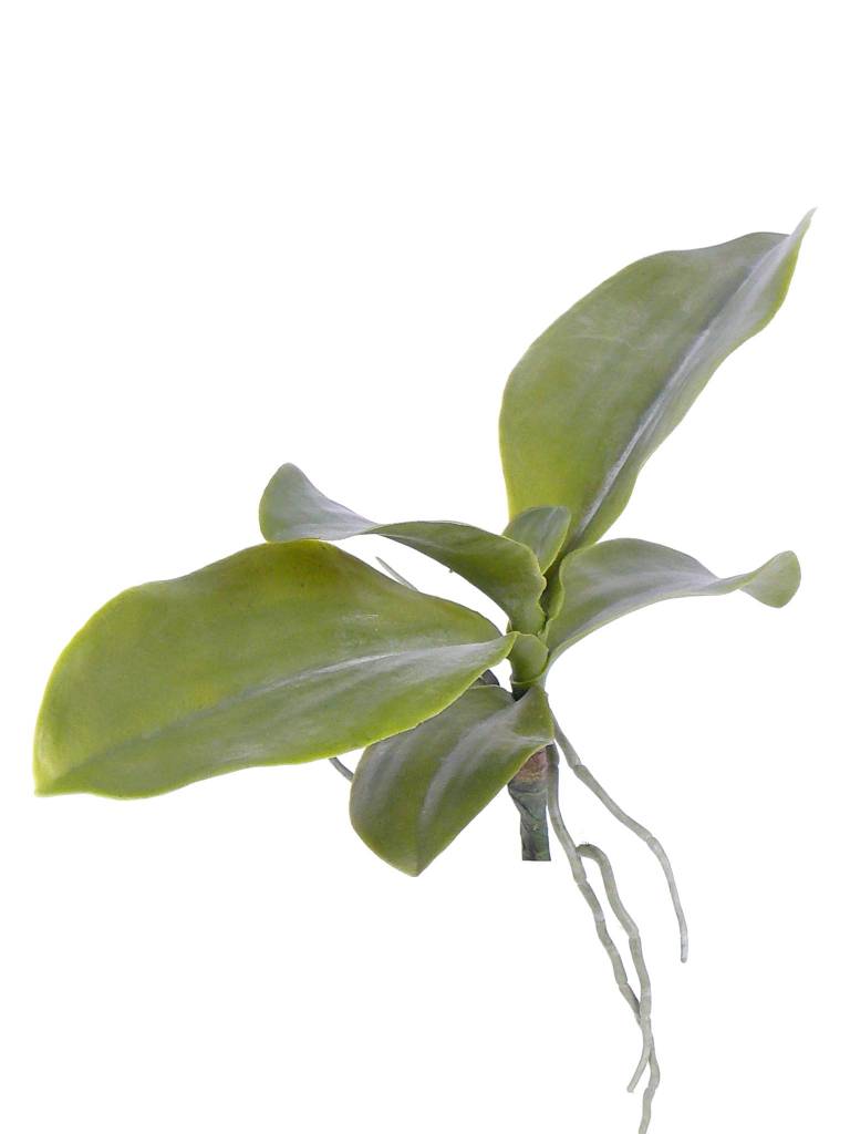 phalaenopsis bladtoef met wortels 35cm