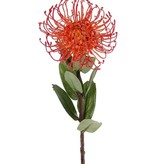 Leucospermum cordifolium, Ø 12cm, 9 hojas, 53cm