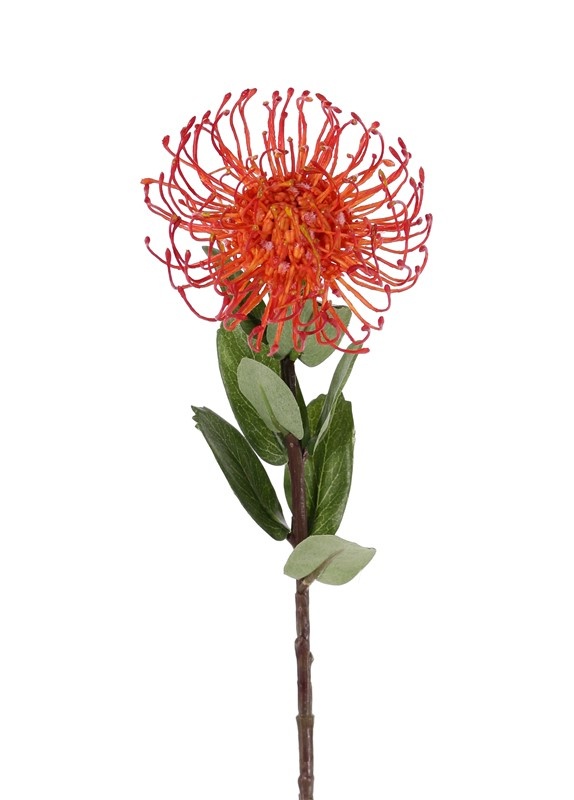 Leucospermum cordifolium, Ø 12cm, 9 hojas, 53cm