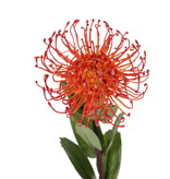 Leucospermum cordifolium, Ø 12cm, 9 hojas, 53cm