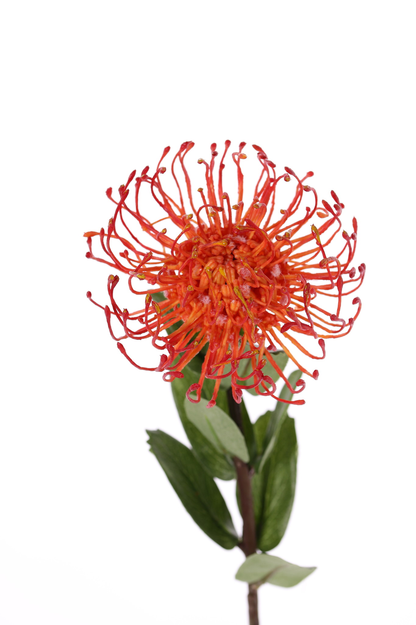 Leucospermum cordifolium, Ø 12cm, 9 hojas, 53cm