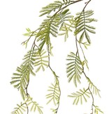 Mimosa branch (Acacia dealbata), 29 leaves, 110 cm