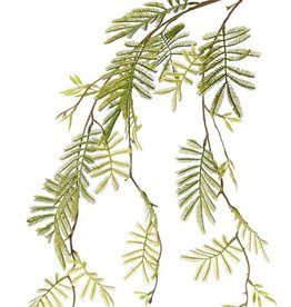 Mimosenzweig (Acacia dealbata) 3 Verzweigungen, 29 Blattfarne, 110 cm