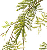 Mimosa branch (Acacia dealbata), 29 leaves, 110 cm