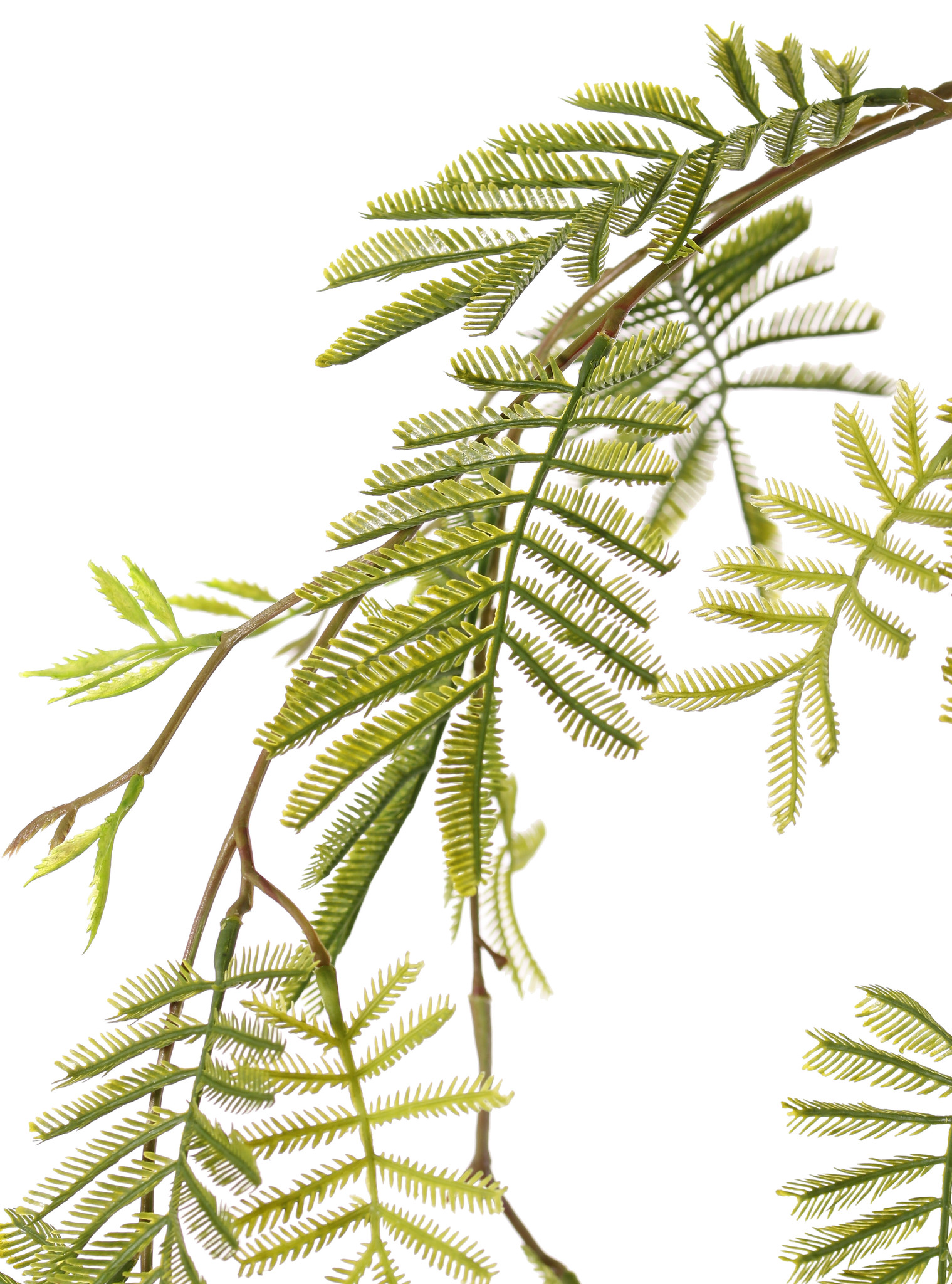 Mimosa branch (Acacia dealbata), 29 leaves, 110 cm