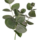 Eucalyptus pick x3, 28cm