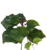 Hedera (Franse) steker20 cm, Ø 13cm