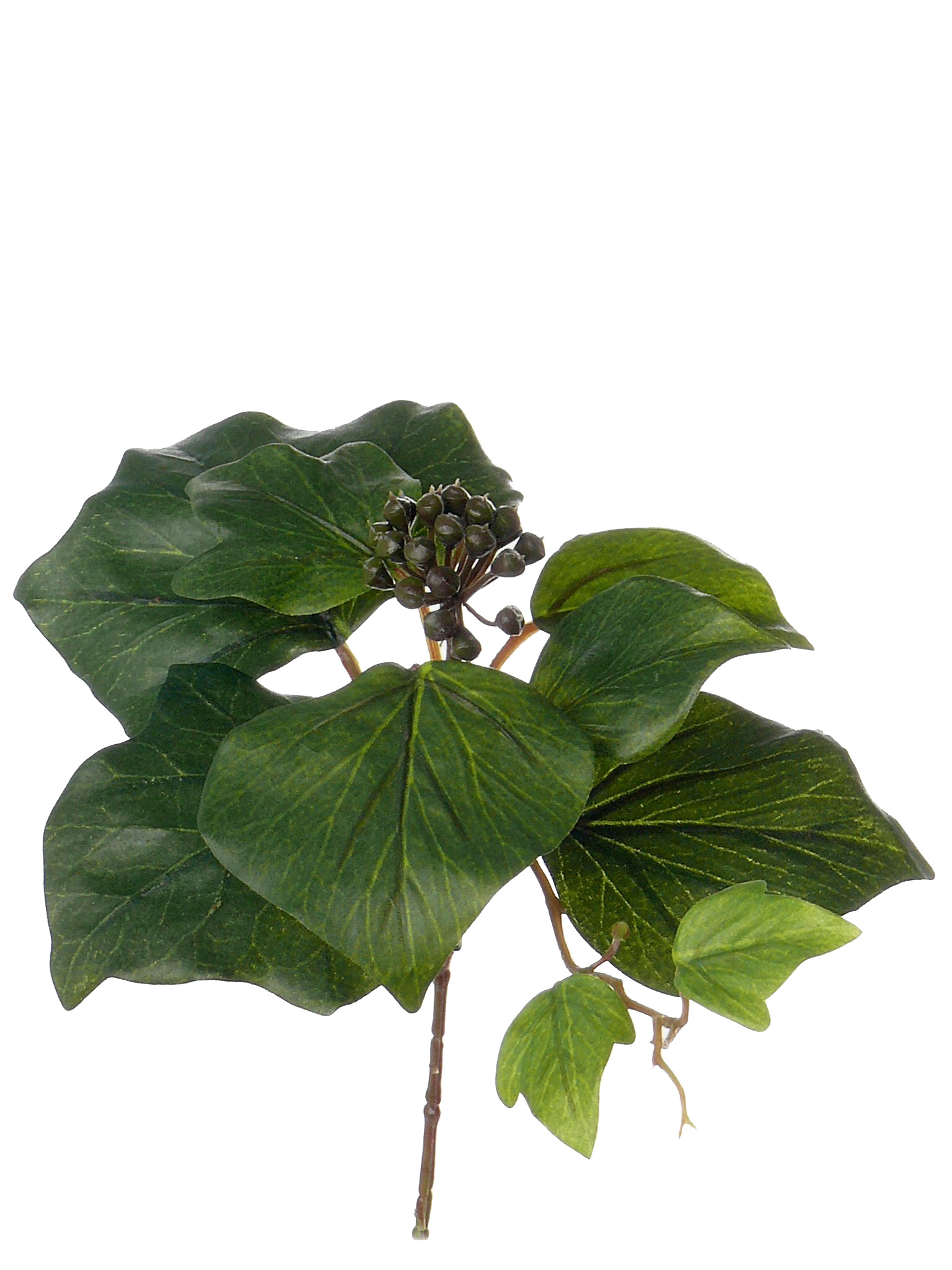 Ivy (French) pick 10 leaves, 1 cluster berries, 20 cm, Ø 13cm