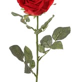 Rosa 'Nova', flor: Ø 10 cm, a. 6 cm & 19 hojas, 75 cm