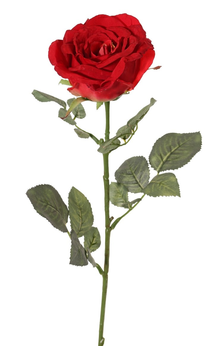 Rose 'Nova', flower: Ø 10 cm, h. 6 cm & 4 sets of leaves, in total 19 pieces, 75 cm