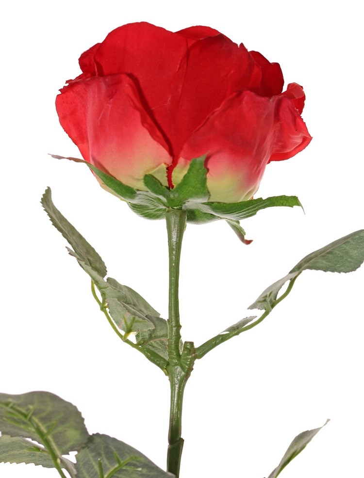 Rose 'Nova' Ø 10 cm, H.6 cm, 4 Blättersets, (insges. 19 Stk.), 75 cm