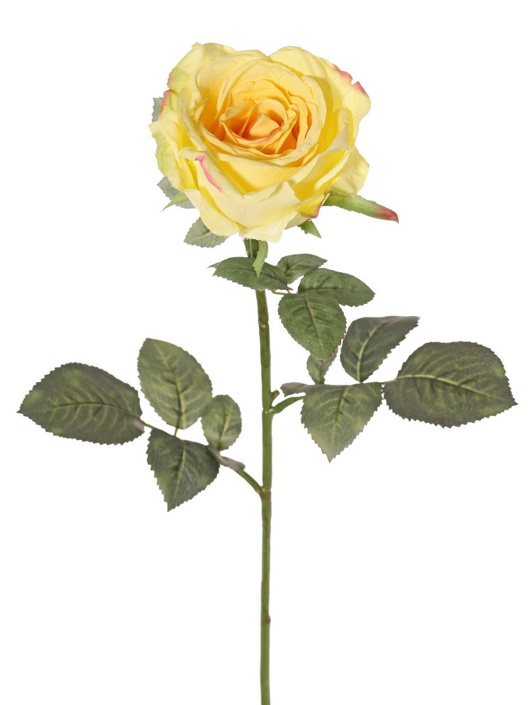 Rosa 'Nova', flor: Ø 10 cm, a. 6 cm & 19 hojas, 75 cm