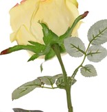 Rosa 'Nova', flor: Ø 10 cm, a. 6 cm & 19 hojas, 75 cm