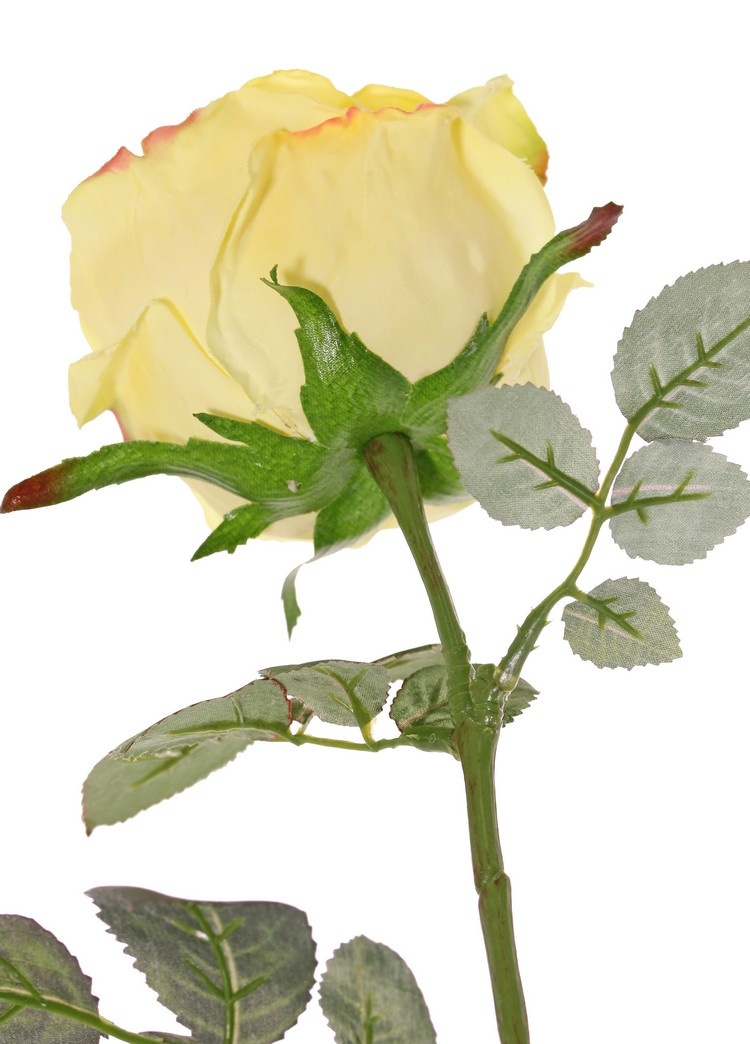 Rose 'Nova', flower: Ø 10 cm, h. 6 cm & 4 sets of leaves, in total 19 pieces, 75 cm