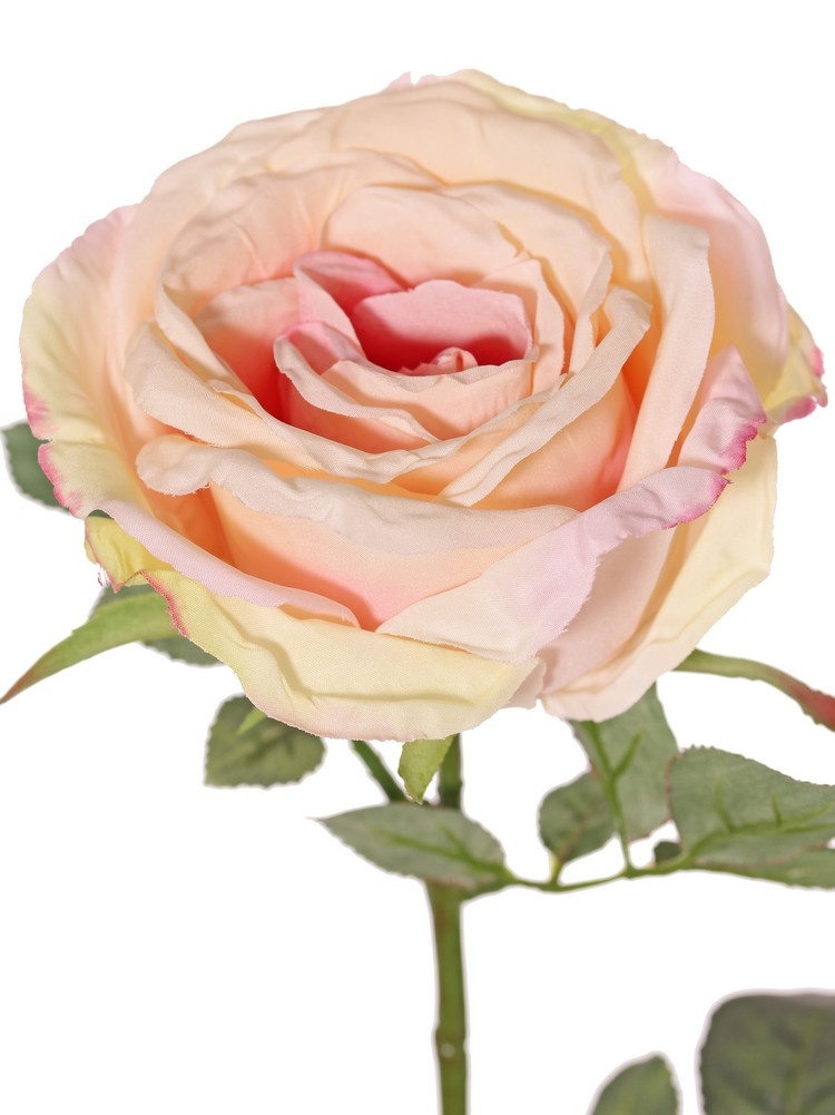 Rose 'Nova', flower: Ø 10 cm, h. 6 cm & 4 sets of leaves, in total 19 pieces, 75 cm