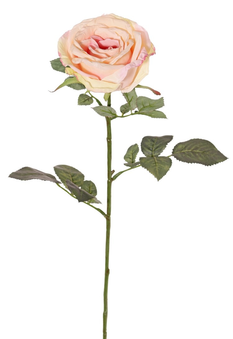 Rose 'Nova', flower: Ø 10 cm, h. 6 cm & 4 sets of leaves, in total 19 pieces, 75 cm