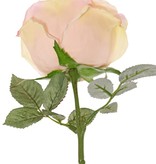 Rosa 'Nova', flor: Ø 10 cm, a. 6 cm & 19 hojas, 75 cm