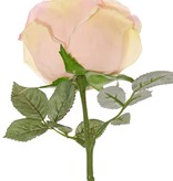 Rose 'Nova', flower: Ø 10 cm, h. 6 cm & 4 sets of leaves, in total 19 pieces, 75 cm