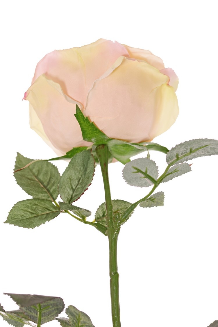Rose 'Nova', flower: Ø 10 cm, h. 6 cm & 4 sets of leaves, in total 19 pieces, 75 cm
