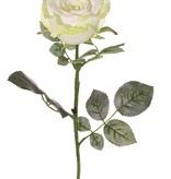 Rosa 'Nova', flor: Ø 10 cm, a. 6 cm & 19 hojas, 75 cm