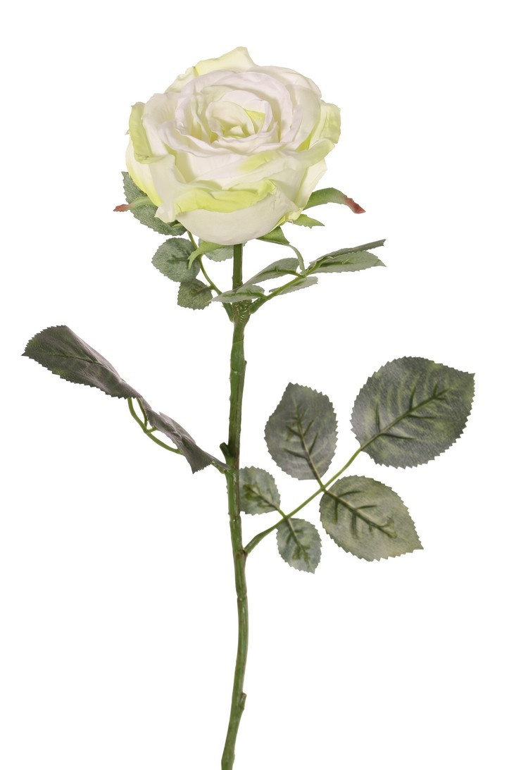 Rosa 'Nova', flor: Ø 10 cm, a. 6 cm & 19 hojas, 75 cm