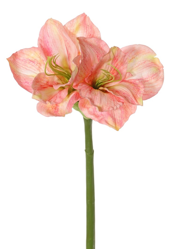 Amaryllis (Hippeastrum) 'Garden Art', 2 flores (13 x 10 cm) y 1 capullo, 70 cm