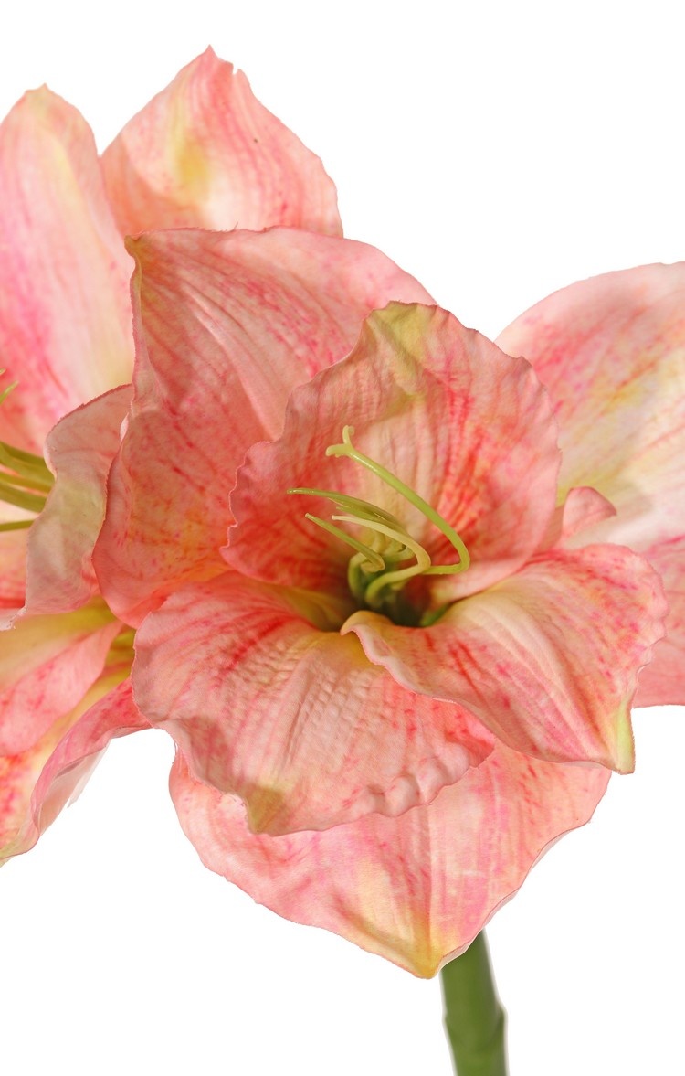 Amaryllis (Hippeastrum) 'Garden Art', 2 flores (13 x 10 cm) y 1 capullo, 70 cm