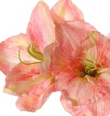 Amaryllis (Hippeastrum) 'Garden Art', 2 flores (13 x 10 cm) y 1 capullo, 70 cm