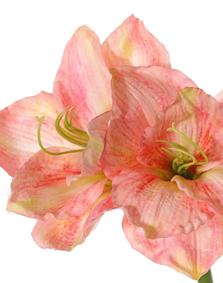 Amaryllis (Hippeastrum) 'Garden Art', with 2 flowers (13 x 10 cm) & 1 bud, 70 cm