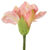 Amaryllis (Hippeastrum) 'Garden Art', 2 flores (13 x 10 cm) y 1 capullo, 70 cm