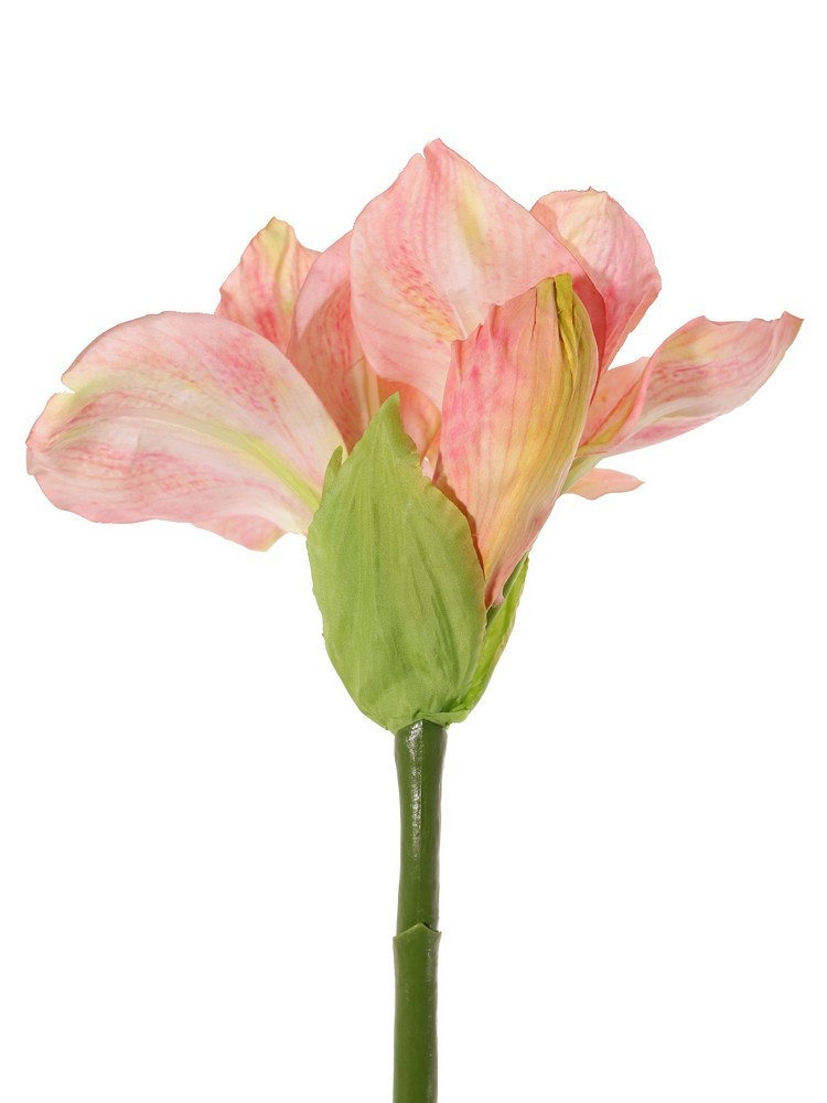 Amaryllis (Hippeastrum) 'Garden Art', 2 flores (13 x 10 cm) y 1 capullo, 70 cm