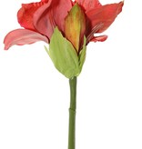 Amaryllis (Hippeastrum) 'Garden Art', 2 Blüten (13 x 10 cm) & 1 Knospe, 70 cm