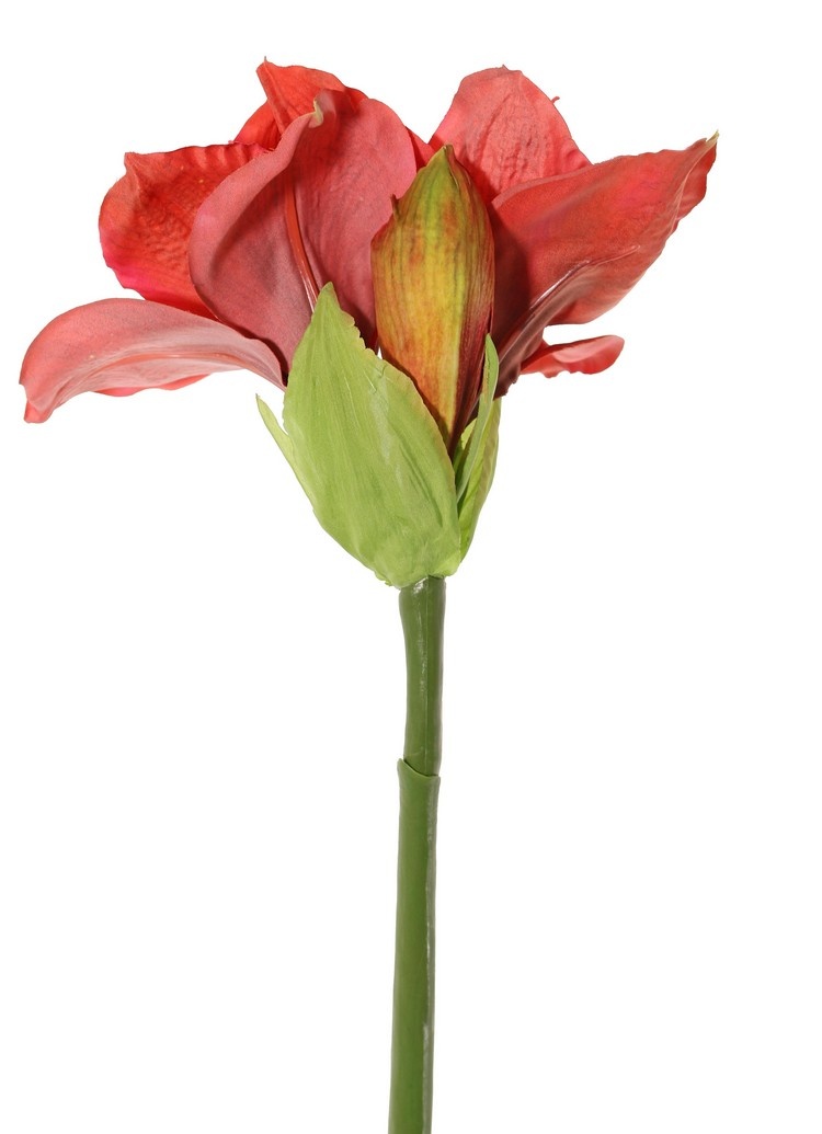 Amaryllis (Hippeastrum) 'Garden Art', 2 flores (13 x 10 cm) y 1 capullo, 70 cm