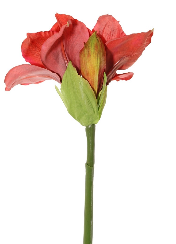 Amaryllis (Hippeastrum) 'Garden Art', with 2 flowers (13 x 10 cm) & 1 bud, 70 cm