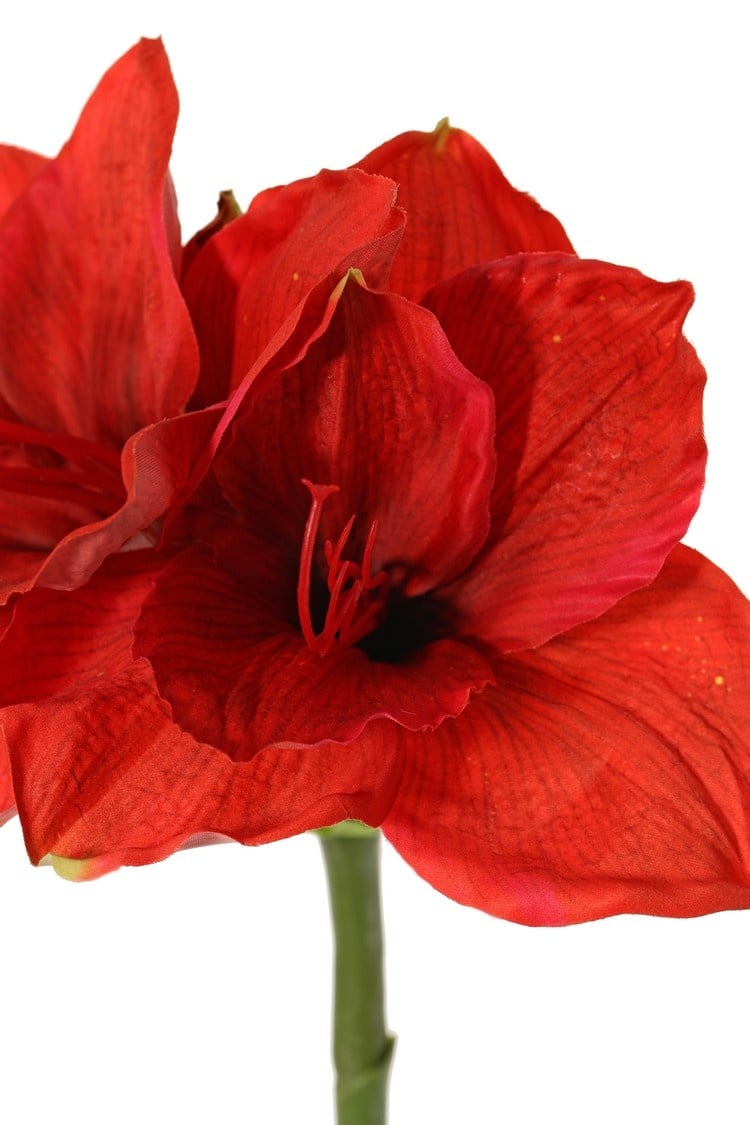 Amaryllis (Hippeastrum) 'Garden Art', 2 flores (13 x 10 cm) y 1 capullo, 70 cm