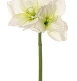 Amaryllis (Hippeastrum) 'Garden Art', met 2 bloemen (13 x 10 cm) & 1 knop, 70 cm