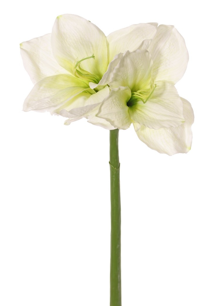 Amaryllis (Hippeastrum) 'Garden Art', 2 flores (13 x 10 cm) y 1 capullo, 70 cm