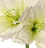 Amaryllis (Hippeastrum) 'Garden Art', met 2 bloemen (13 x 10 cm) & 1 knop, 70 cm