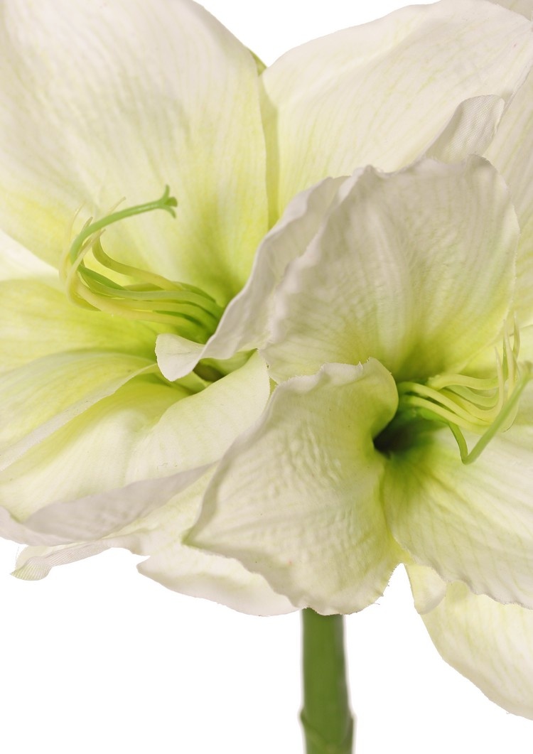 Amaryllis (Hippeastrum) 'Garden Art', 2 flores (13 x 10 cm) y 1 capullo, 70 cm