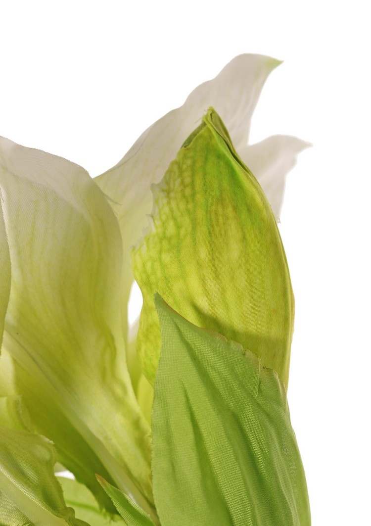 Amaryllis (Hippeastrum) 'Garden Art', met 2 bloemen (13 x 10 cm) & 1 knop, 70 cm