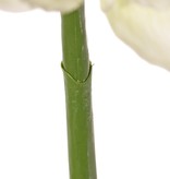 Amaryllis (Hippeastrum) 'Garden Art', met 2 bloemen (13 x 10 cm) & 1 knop, 70 cm