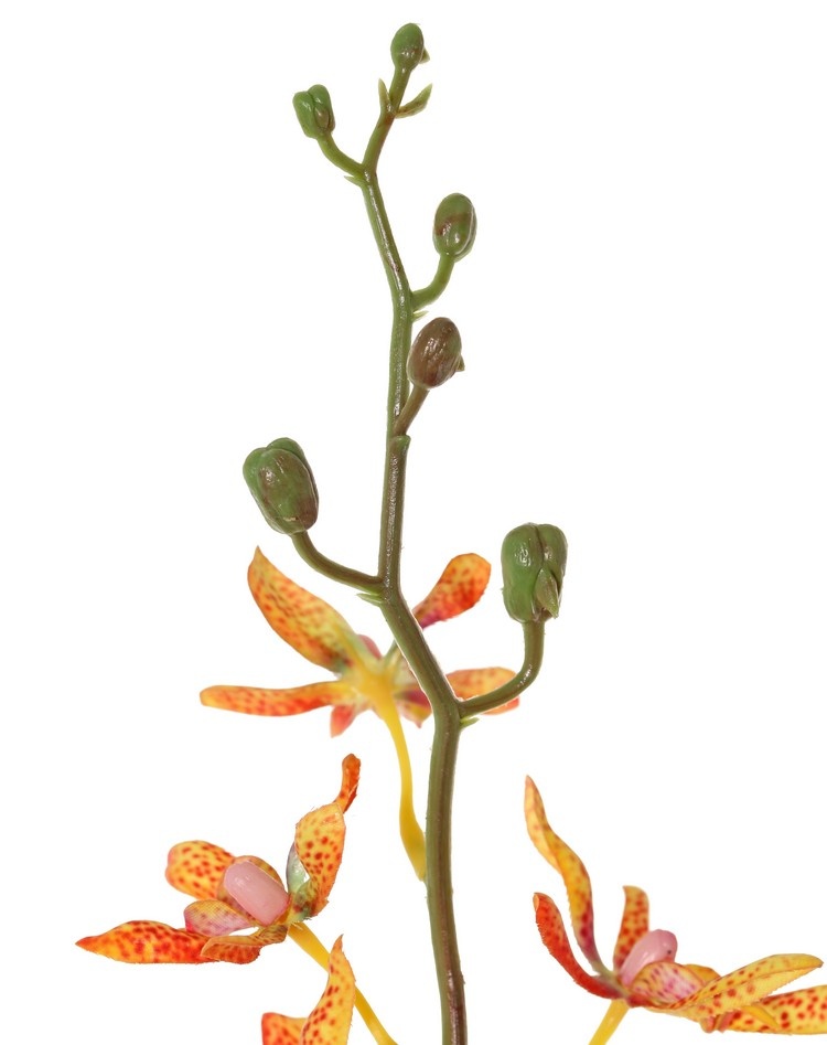 Cattleya orchídea 'Garden Art', con 15 flores, 9 capullos, 82 cm