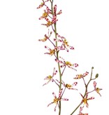 Cattleya Orchidee 'Garden Art', mit 15 Blüten & 9 Knospen, 82 cm
