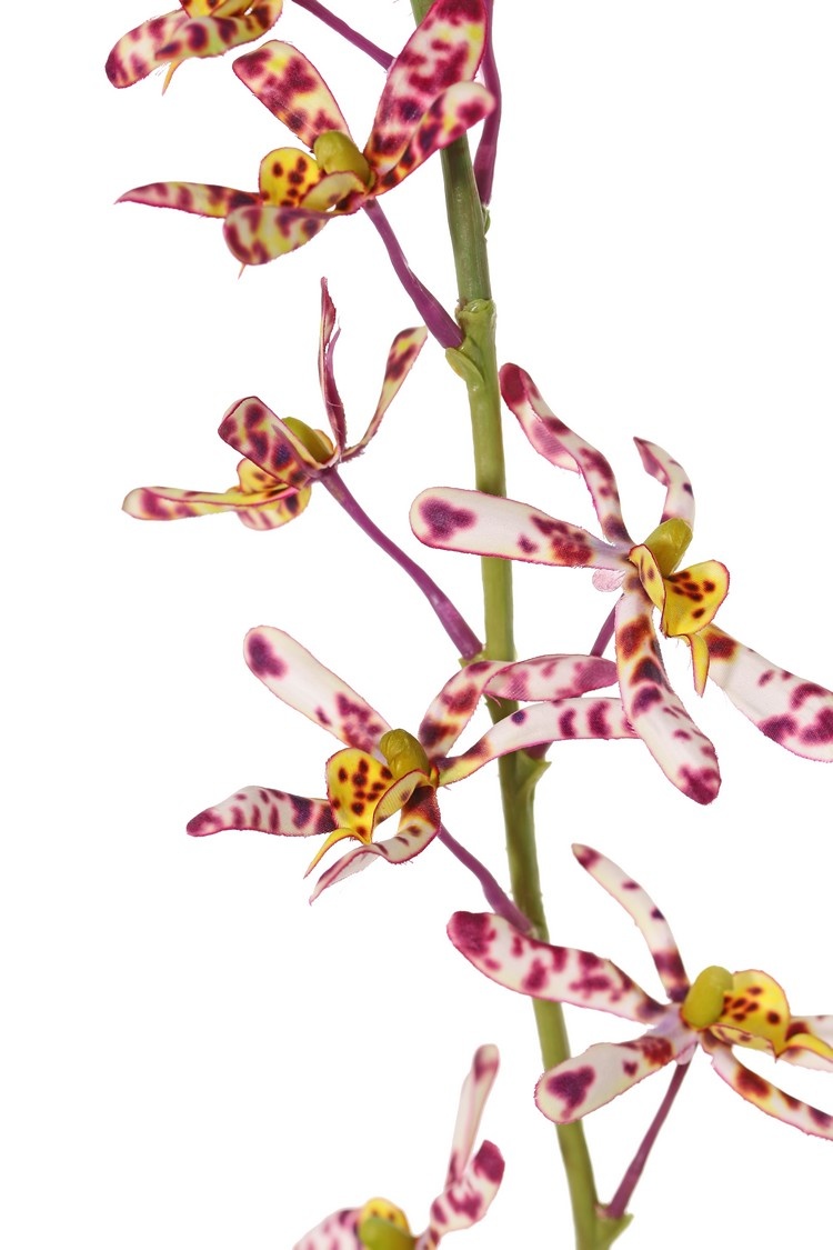 Cattleya orchid 'Garden Art', with 15 flowers & 9 plastic buds, 82 cm