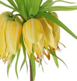 Crown imperial (Frittillaria imperialis), 'Garden Art', 5 flowers & 72 leaves, 65 cm