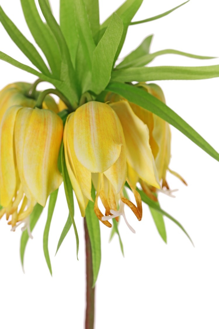 Crown imperial (Frittillaria imperialis), 'Garden Art', 5 flowers & 72 leaves, 65 cm